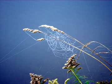 web